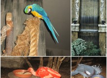 Niagara Falls Bird Kingdom, Ontario, Canada